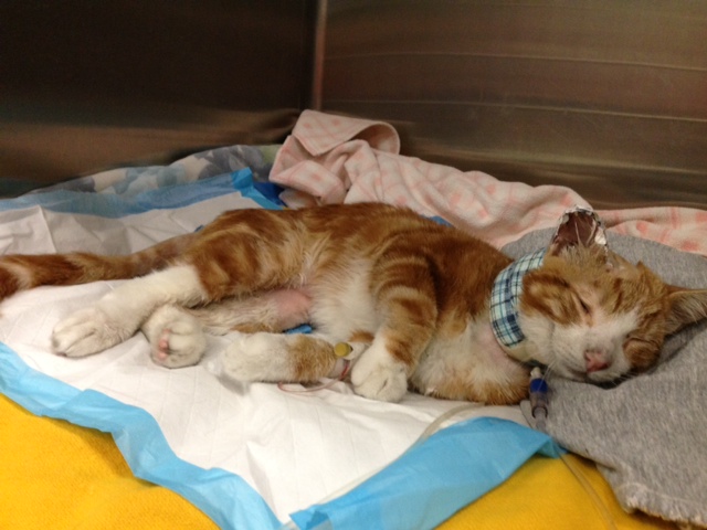 Severely Burned Cat Rescued From Car in East Falls