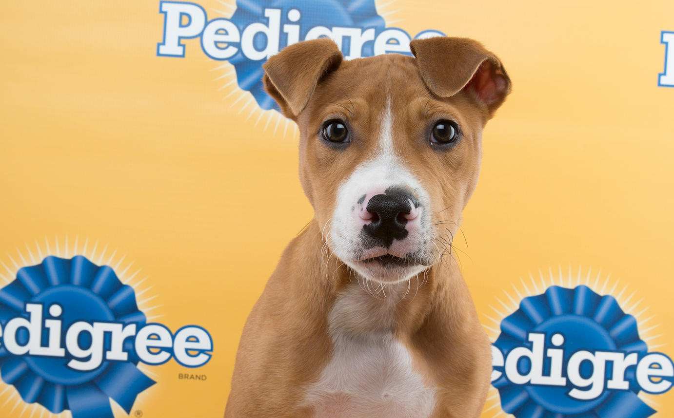 Local Puppy, Once Neglected, Drafted for Puppy Bowl